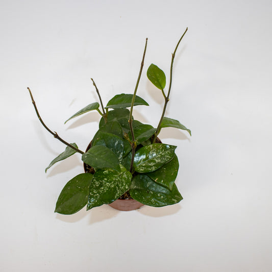 Hoya carnosa Freckles Splash Ø12cm H14cm