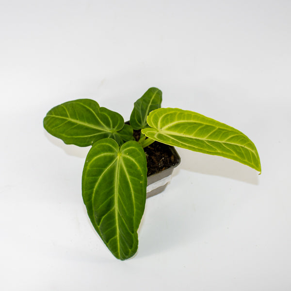 Anthurium villenaorum