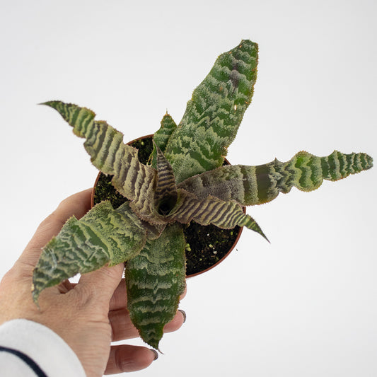 Cryptanthus zonatus Ø9cm H15cm