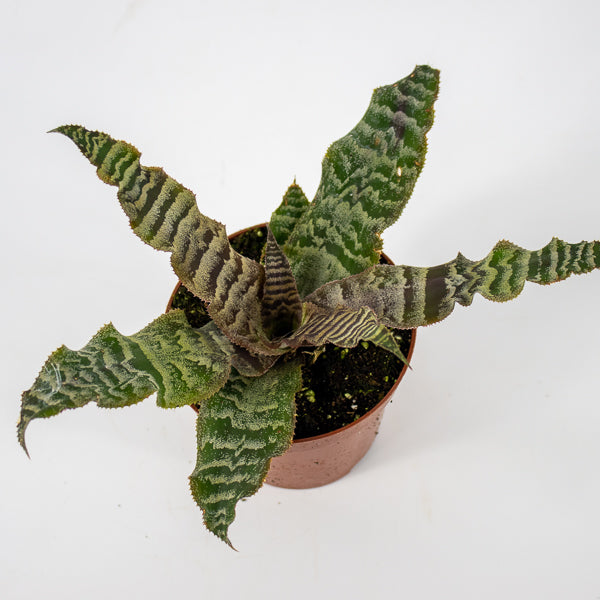 Cryptanthus zonatus Ø9cm H15cm