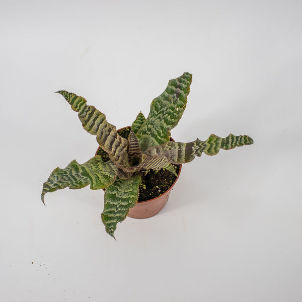 Cryptanthus zonatus Ø9cm H15cm