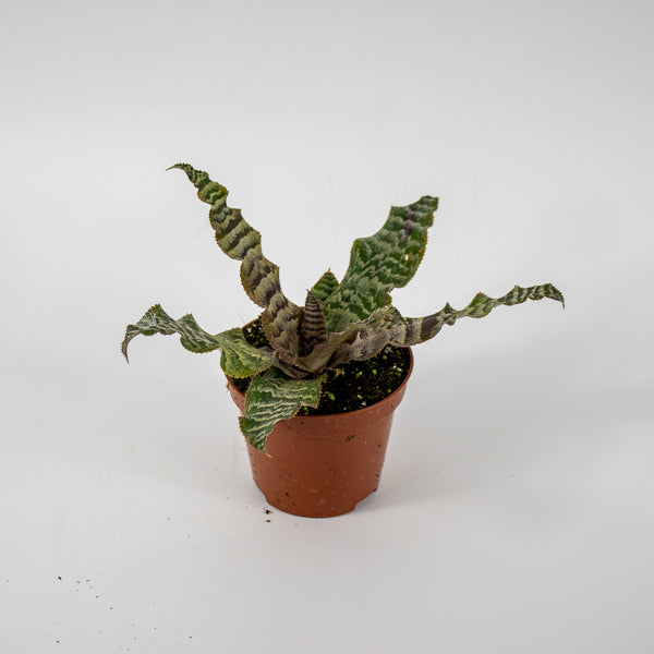 Cryptanthus zonatus Ø9cm H15cm
