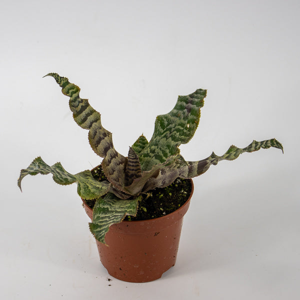Cryptanthus zonatus Ø9cm H15cm