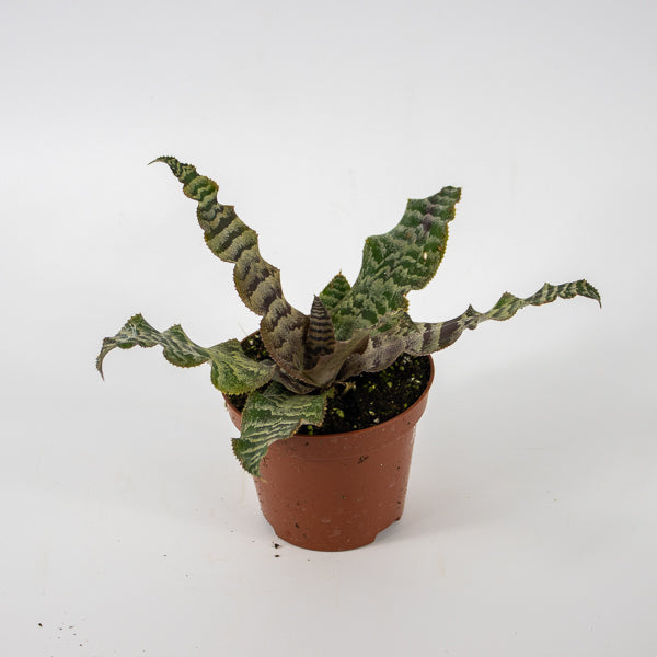 Cryptanthus zonatus Ø9cm H15cm