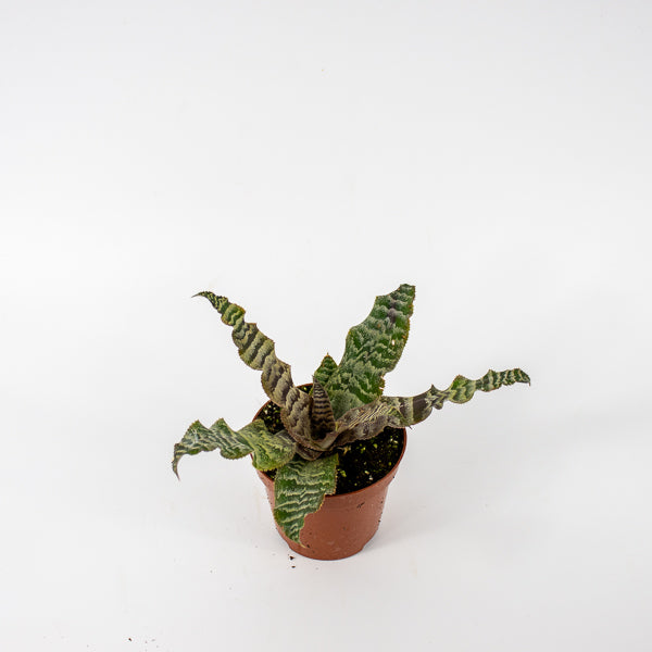 Cryptanthus zonatus Ø9cm H15cm