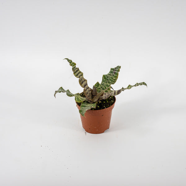 Cryptanthus zonatus Ø9cm H15cm
