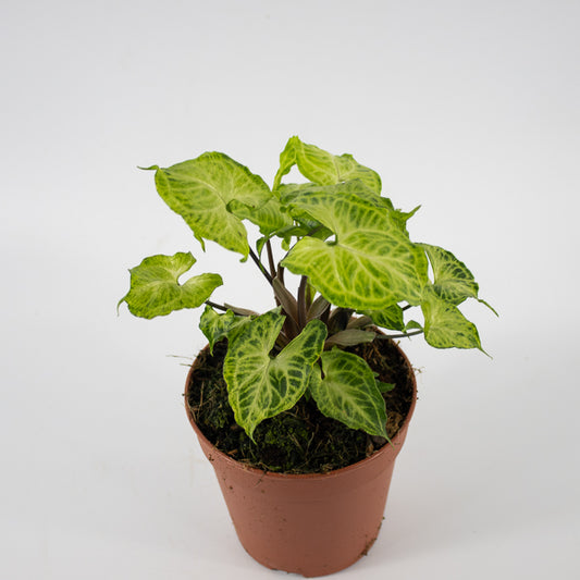 Syngonium Batik Ø12cm H20cm