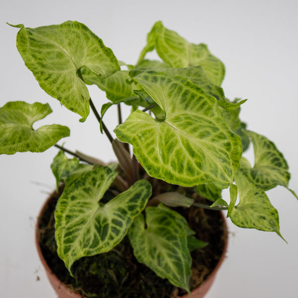 Syngonium Batik Ø12cm H20cm