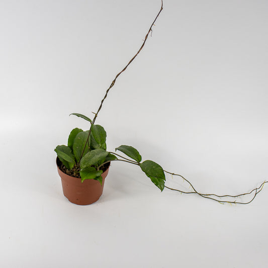 Hoya Erythrina Ø12cm H15cm