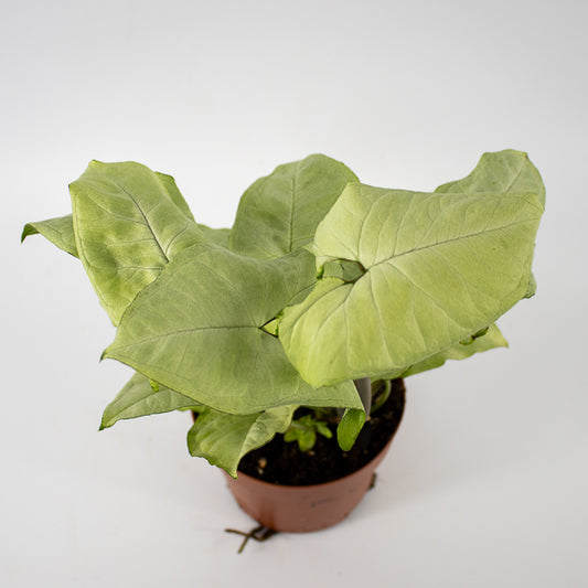 Syngonium podophyllum Holly M Ø12cm H23cm