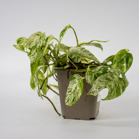 Epipremnum pinnatum Marble Variegata Ø9cm H25cm