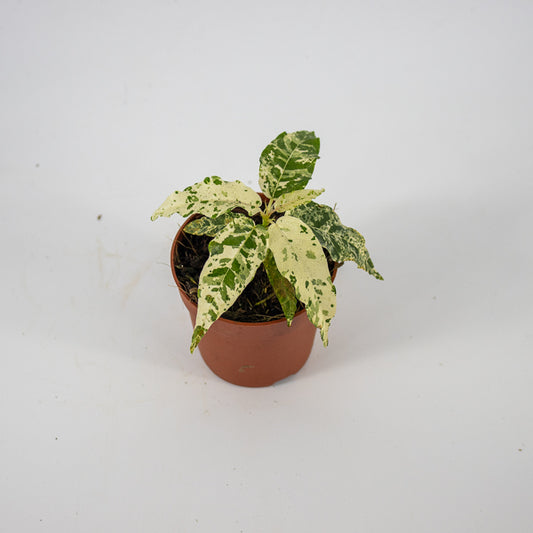 Ficus aspera Variegata Ø7cm H15cm