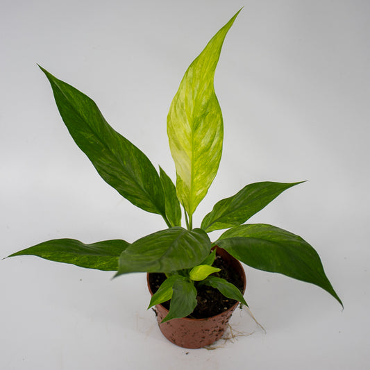 Spathiphyllum Aurea Ø10.5cm H20cm