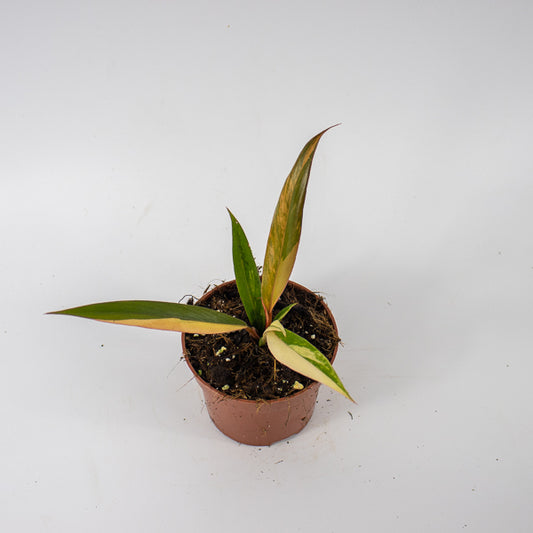 Philodendron Caramel Marble Ø10.5cm H25cm