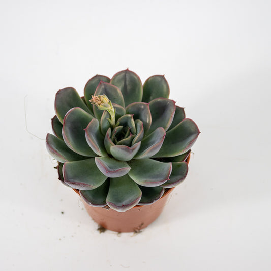 Echeveria Hercules Ø8.5cm H10cm