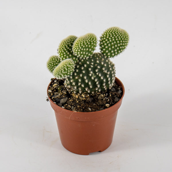 Opuntia microdasys Albispina Ø8.5cm H12cm
