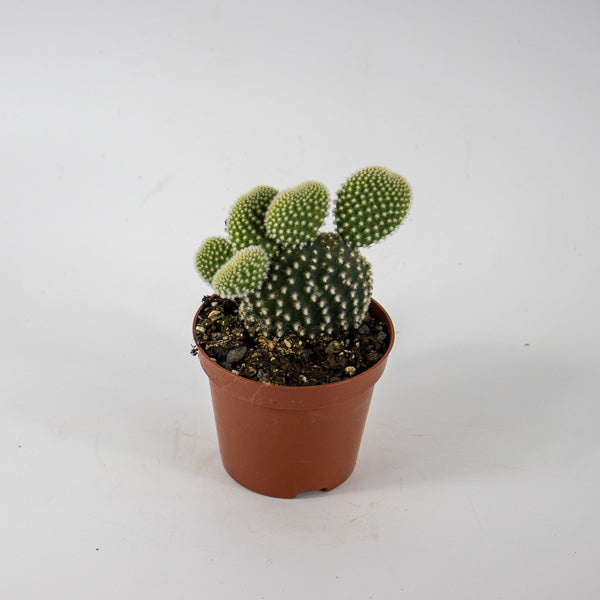 Opuntia microdasys Albispina Ø8.5cm H12cm
