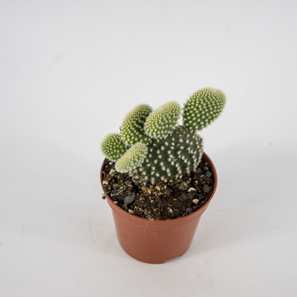 Opuntia microdasys Albispina Ø8.5cm H12cm
