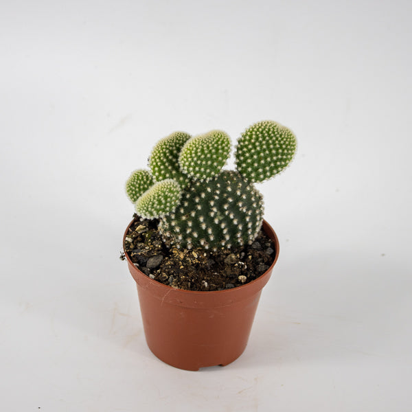 Opuntia microdasys Albispina Ø8.5cm H12cm