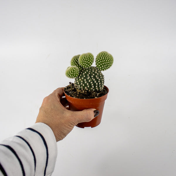 Opuntia microdasys Albispina Ø8.5cm H12cm