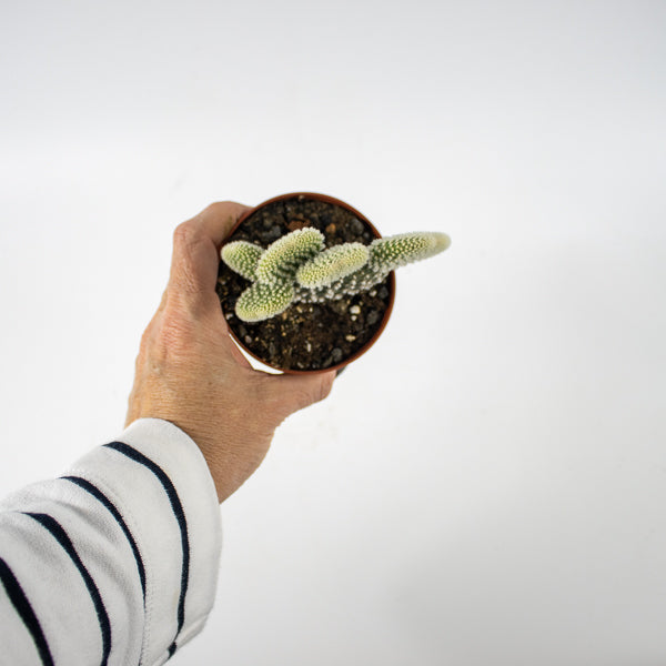 Opuntia microdasys Albispina Ø8.5cm H12cm