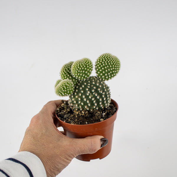 Opuntia microdasys Albispina Ø8.5cm H12cm