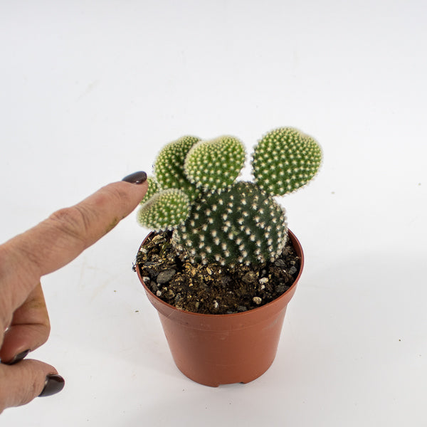 Opuntia microdasys Albispina Ø8.5cm H12cm