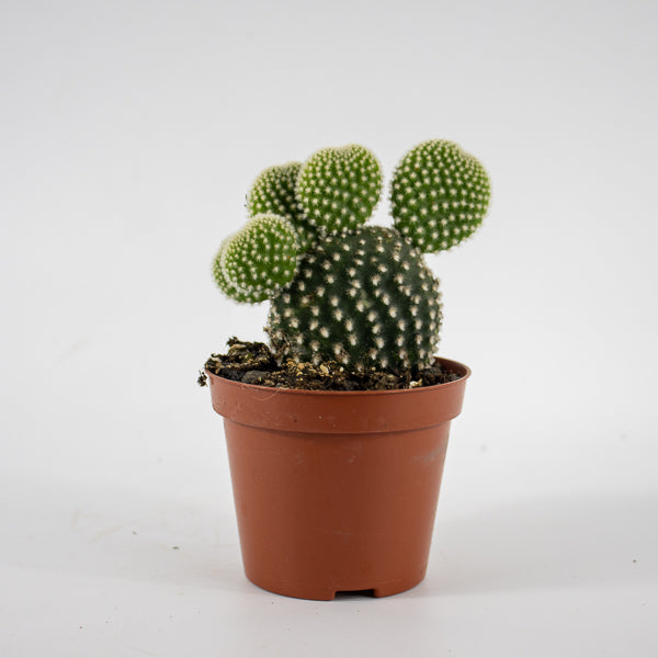 Opuntia microdasys Albispina Ø8.5cm H12cm