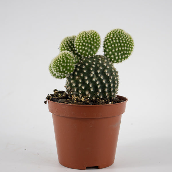Opuntia microdasys Albispina Ø8.5cm H12cm