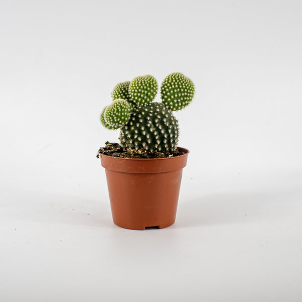Opuntia microdasys Albispina Ø8.5cm H12cm