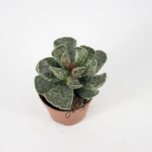 Adromischus cooperi Ø5.5cm H8cm