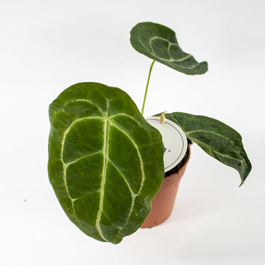Anthurium forgetii x nigrolaminum Gigi Ø12cm H25cm