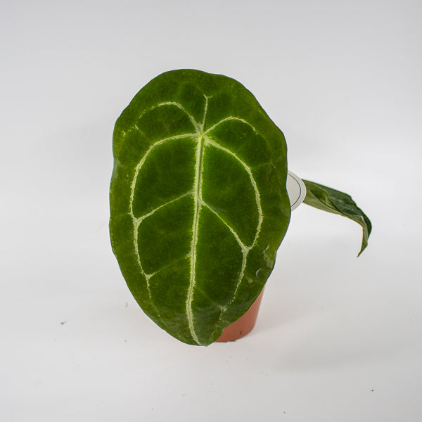 Anthurium forgetii x nigrolaminum Gigi Ø12cm H25cm