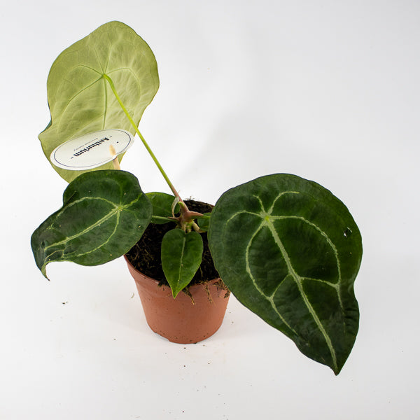 Anthurium forgetii x nigrolaminum Gigi Ø12cm H25cm