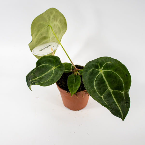 Anthurium forgetii x nigrolaminum Gigi Ø12cm H25cm