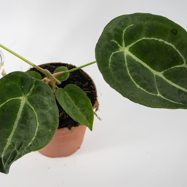 Anthurium forgetii x nigrolaminum Gigi Ø12cm H25cm