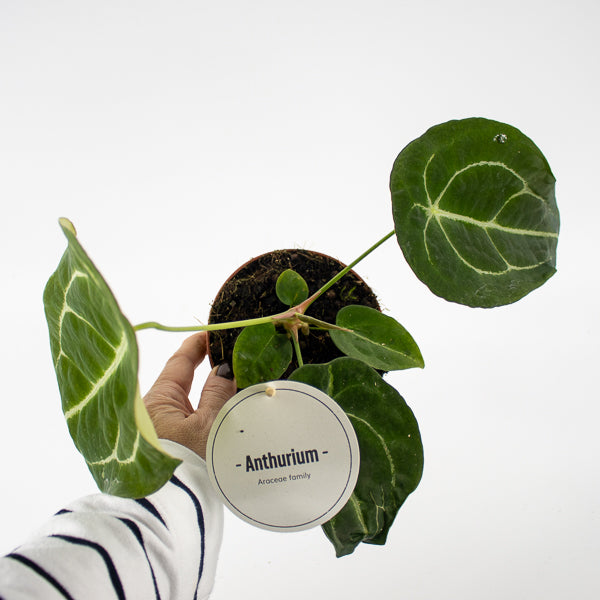 Anthurium forgetii x nigrolaminum Gigi Ø12cm H25cm