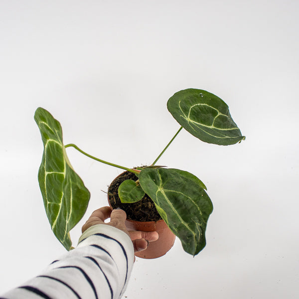 Anthurium forgetii x nigrolaminum Gigi Ø12cm H25cm