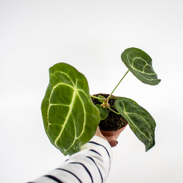 Anthurium forgetii x nigrolaminum Gigi Ø12cm H25cm