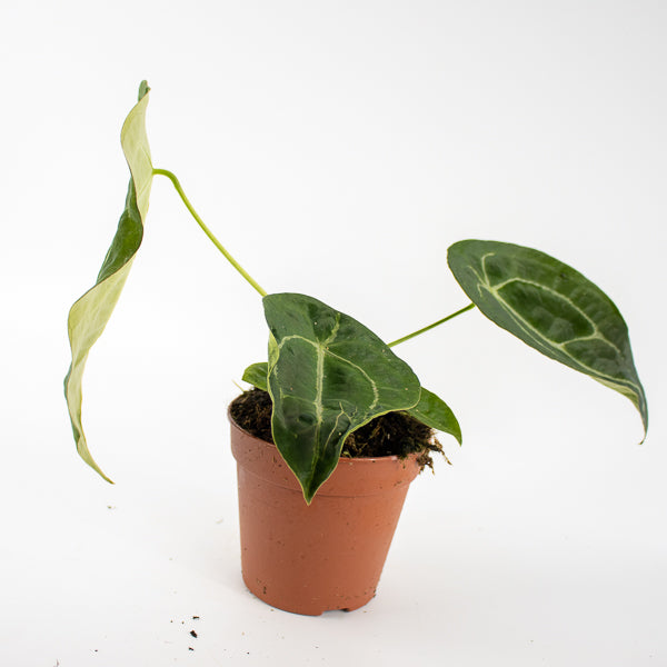Anthurium forgetii x nigrolaminum Gigi Ø12cm H25cm