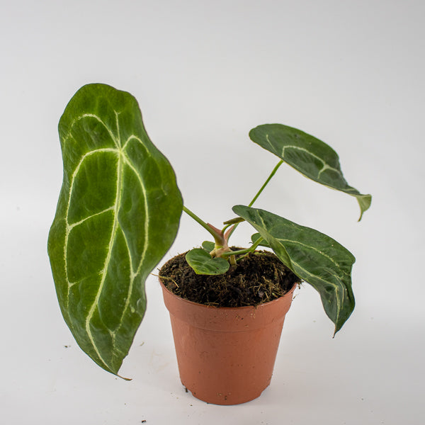 Anthurium forgetii x nigrolaminum Gigi Ø12cm H25cm