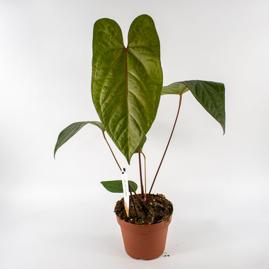 Anthurium magnificum x nigrolaminum Gigi Ø17cm H50cm