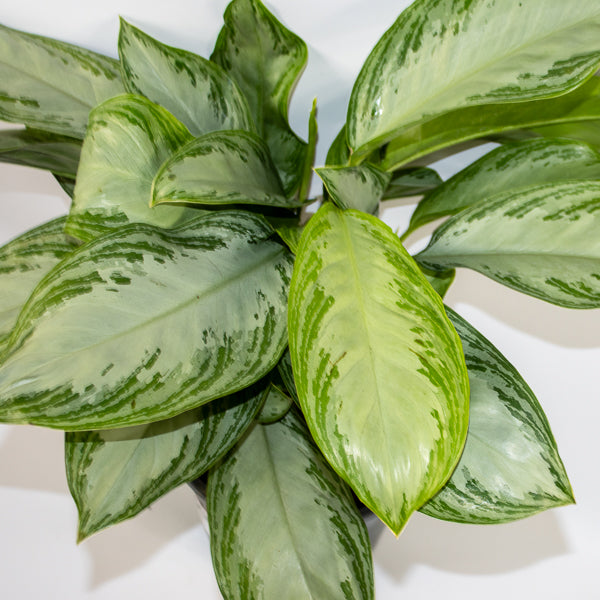 Aglaonema 'Silver Bay'