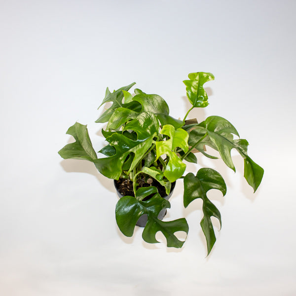 Monstera Minima 12cm H28cm