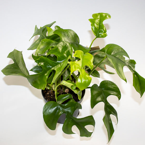 Monstera Minima 12cm H28cm
