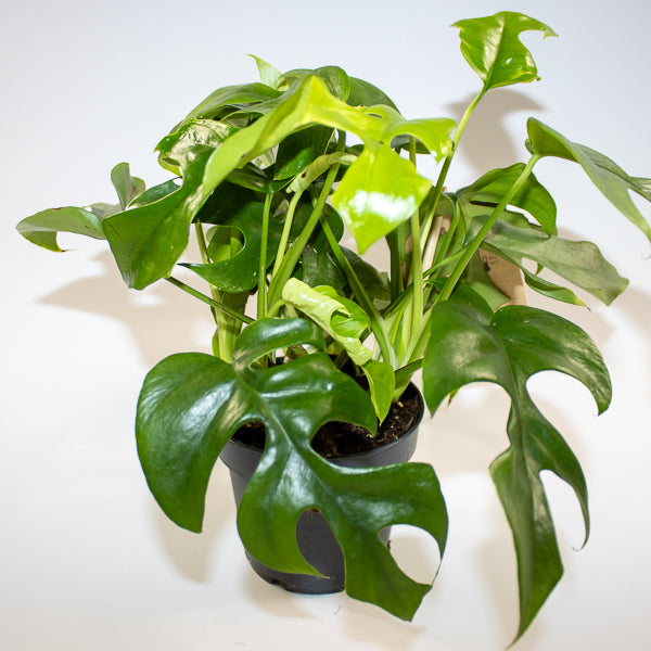 Monstera Minima 12cm H28cm