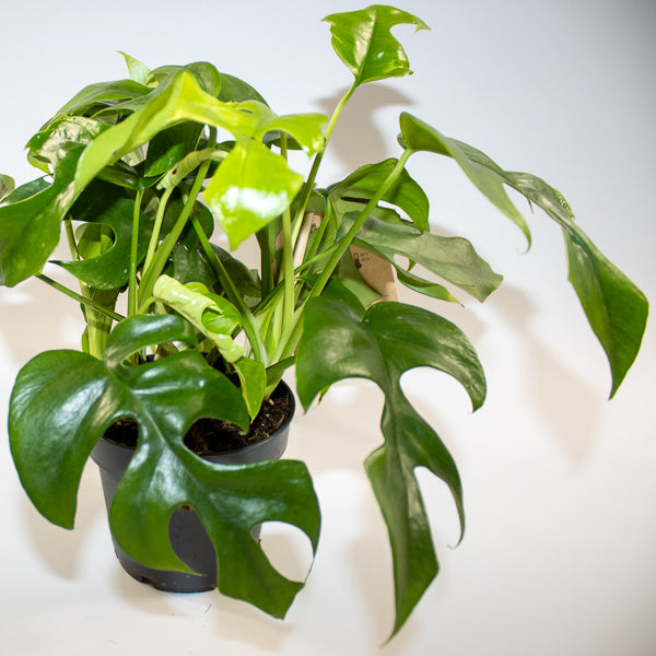 Monstera Minima 12cm H28cm