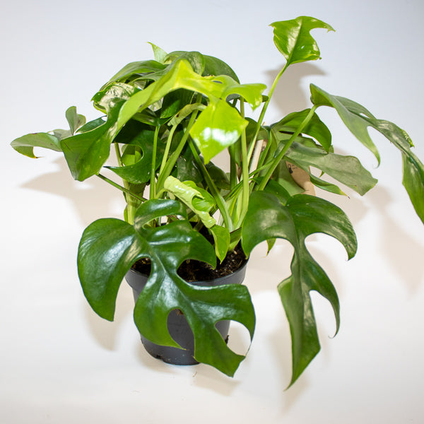 Monstera Minima 12cm H28cm