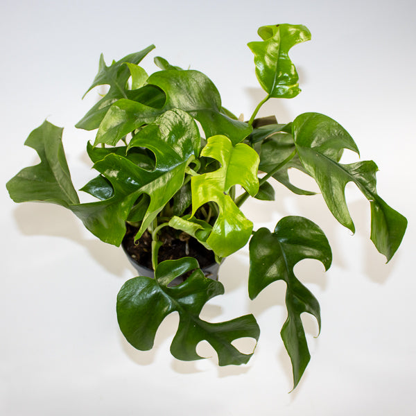 Monstera Minima 12cm H28cm