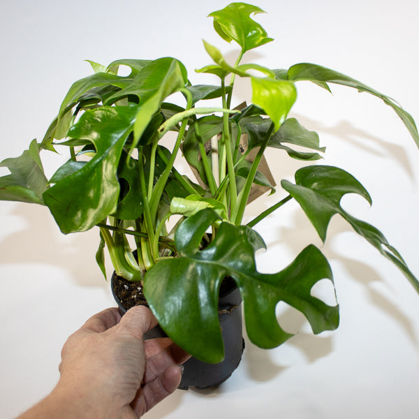 Monstera Minima 12cm H28cm
